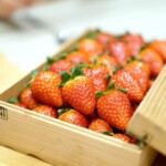 奈良 守井農園 イチゴ”古都華”