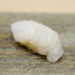 あおり烏賊